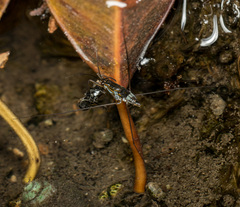 Limnogonus fossarum
