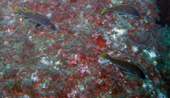 Sciaena umbra