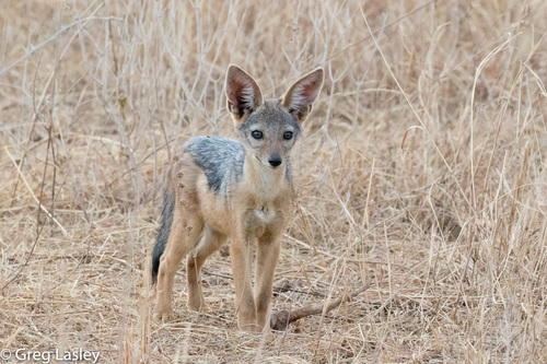 Black-backed Jackal