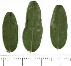 Liriomyza clianthi