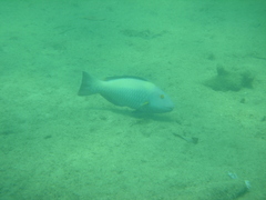 Cetoscarus