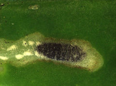 Liriomyza clianthi