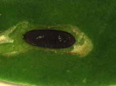 Liriomyza clianthi