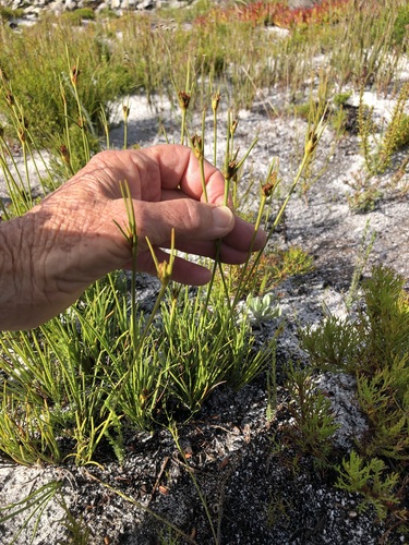 Image of Ficinia pallens by (c) Caroline Voget, some rights reserved (CC BY)