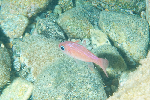 Cardinalfish