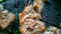 Phlebia radiata image