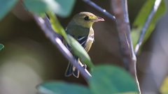 Vireo pallens