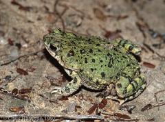 Anaxyrus debilis