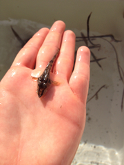 Podothecus accipenserinus