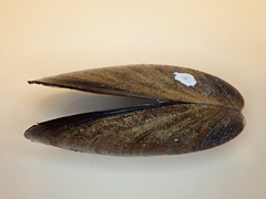 Mytilus chilensis
