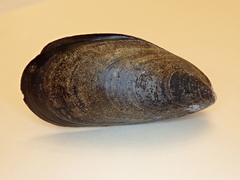Mytilus chilensis
