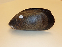 Mytilus chilensis