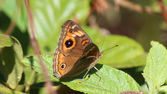 Junonia neildi varia
