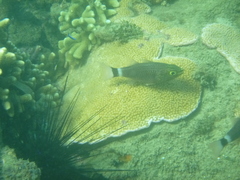 Cheilodipterus arabicus