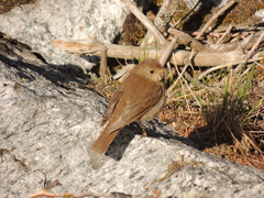 Catharus bicknelli
