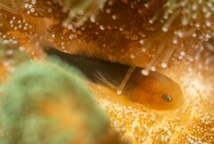 Redhead Goby photo 2