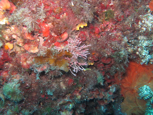 Representative image of Amphiroa cryptarthrodia