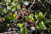 Clusia major - Photo (c) bornfeta, some rights reserved (CC BY-NC)