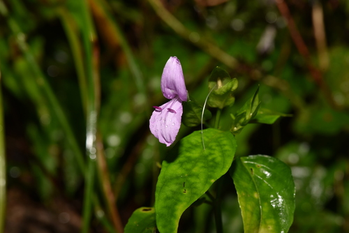 Image of Dye Foldwing (Dicliptera tinctoria) by (c) Yung-Lun Lin, some rights reserved (CC BY)