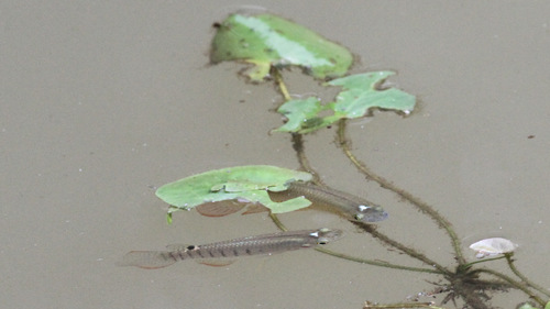 Aplocheilus lineatus