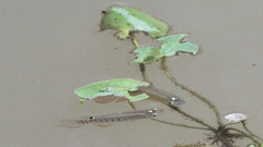 Aplocheilus lineatus