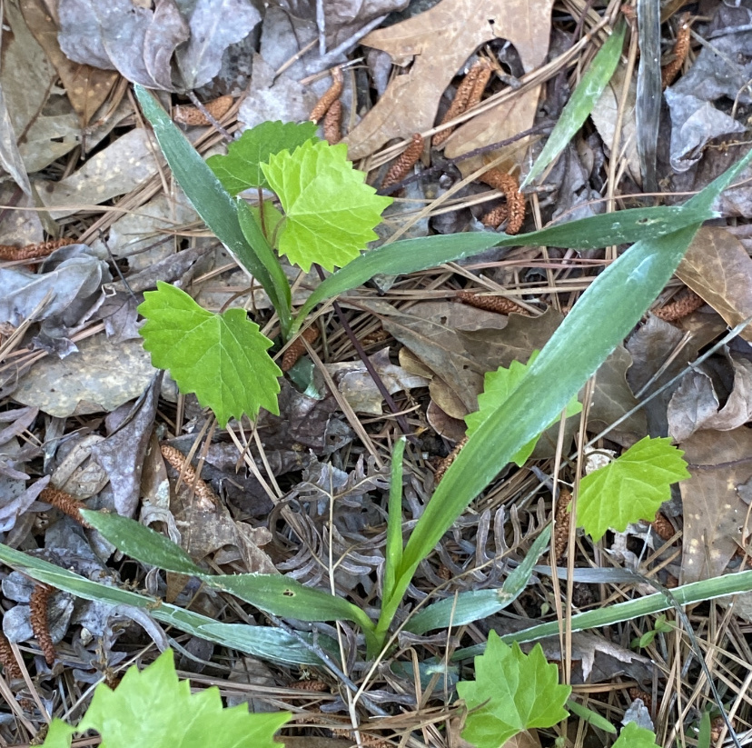 Pityopsis graminifolia; photograph (c) Bonnie Semmling, some rights reserved (CC BY)