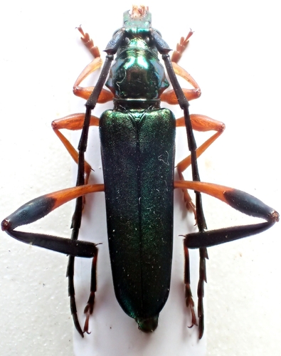 Litopus kenyensis