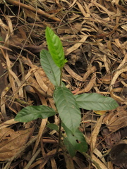 Rhamneae