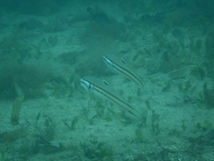 Valenciennea helsdingenii