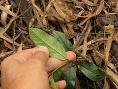 Rhamneae