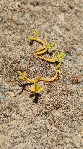 Euphorbia nurae