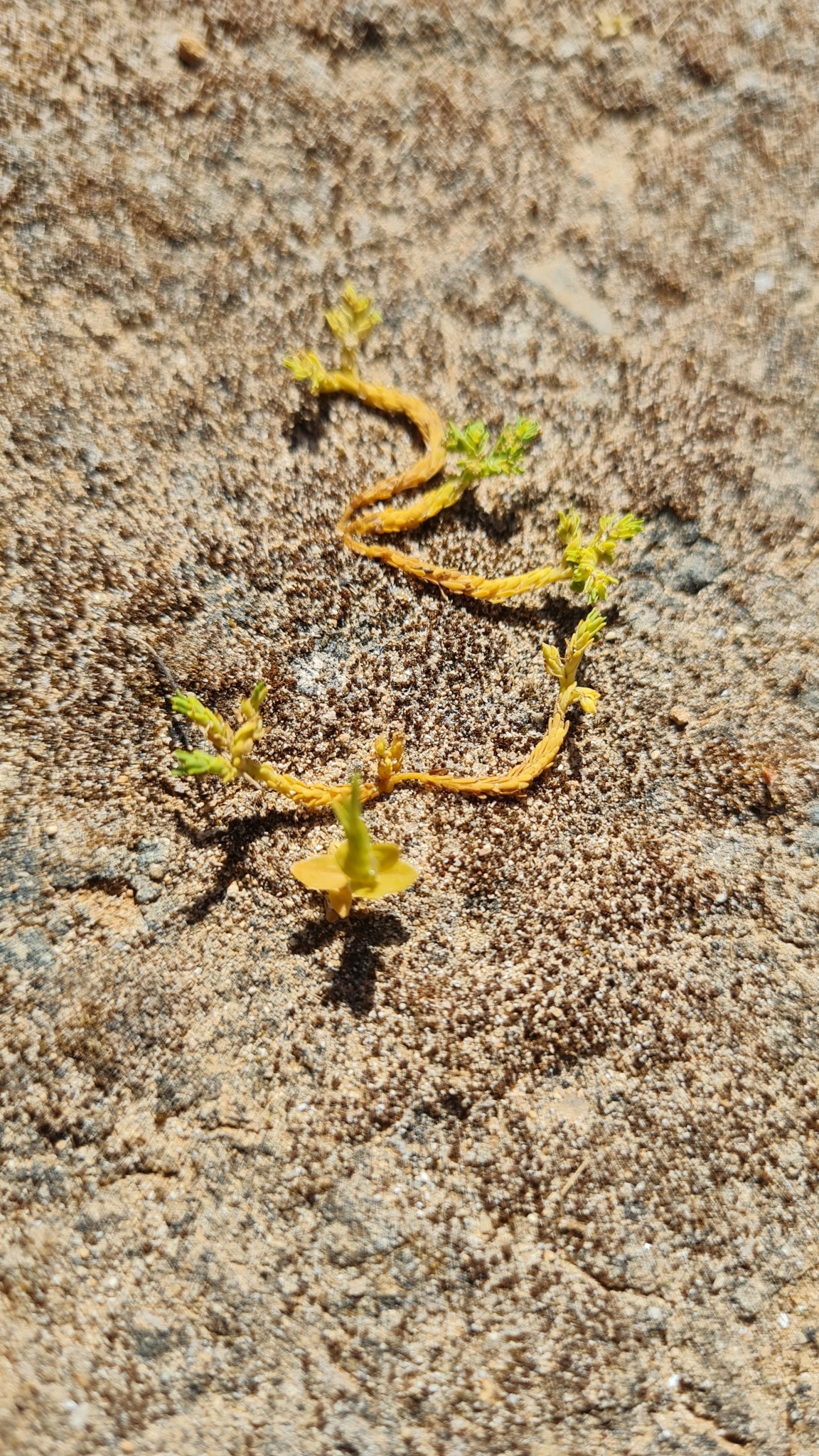 Euphorbia nurae