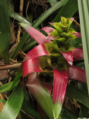 Guzmania