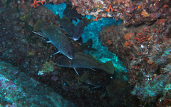 Sciaena umbra