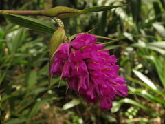 Elleanthus maculatus