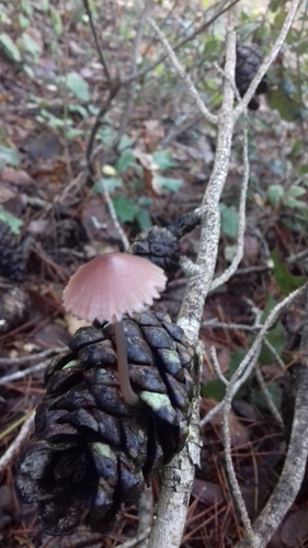 Mycena seynii