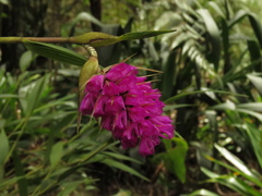 Elleanthus maculatus