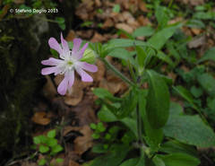 Melandrium