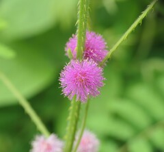 Image of Mimosa diplotricha