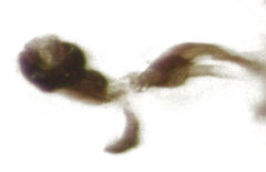 Liriomyza clianthi
