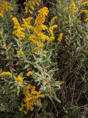 Solidago mollis