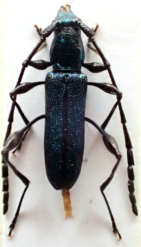 Paracolobizus