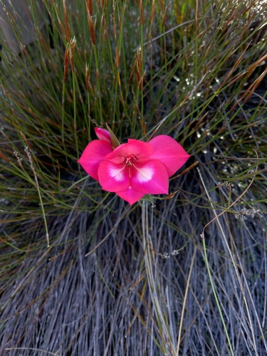 Montagu Rock Lily (Gladiolus stefaniae)