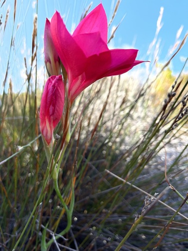 Image of Gladiolus stefaniae by (c) Charleen Brunke, some rights reserved (CC BY)