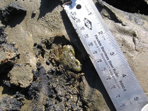 Yellow Shore Crab, photo 10 of 10