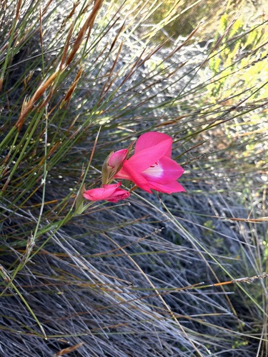 Image of Montagu Rock Lily by (c) Charleen Brunke, some rights reserved (CC BY)