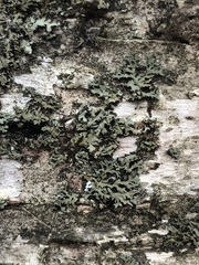 Phaeophyscia rubropulchra image