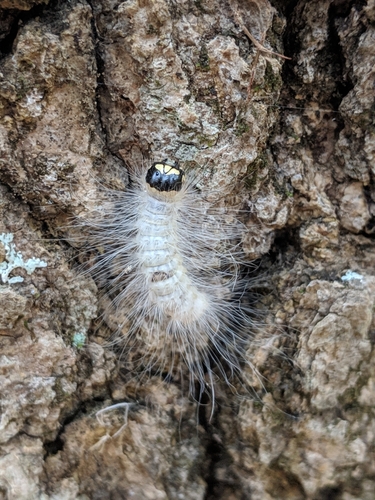 Laugher Moth photo 6
