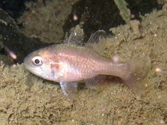 Vincentia novaehollandiae