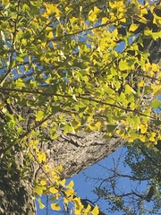 Ginkgoopsida